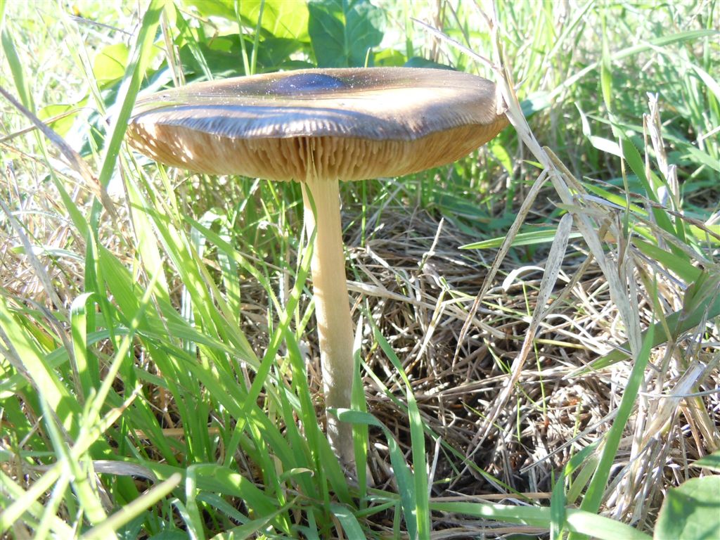 Funghi da Capodimonte
